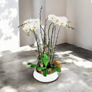 four white phalaenopsis orchid