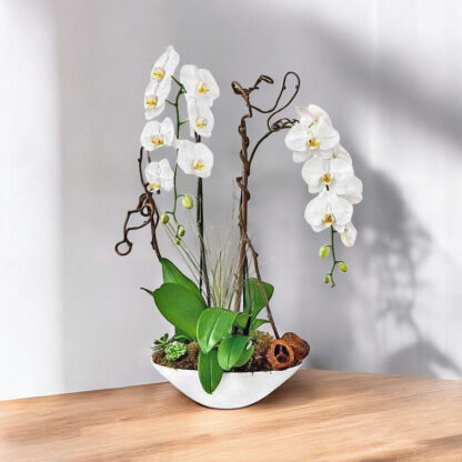 vivian-orchids-