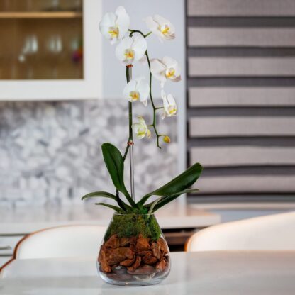 cascading white orchid fort lauderdale