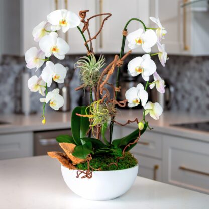 harmonie orchids fort lauderdale