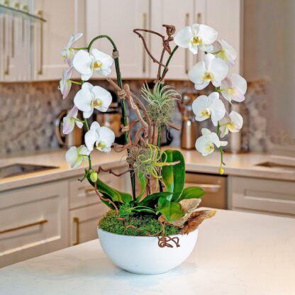 harmony orchids fort lauderdale