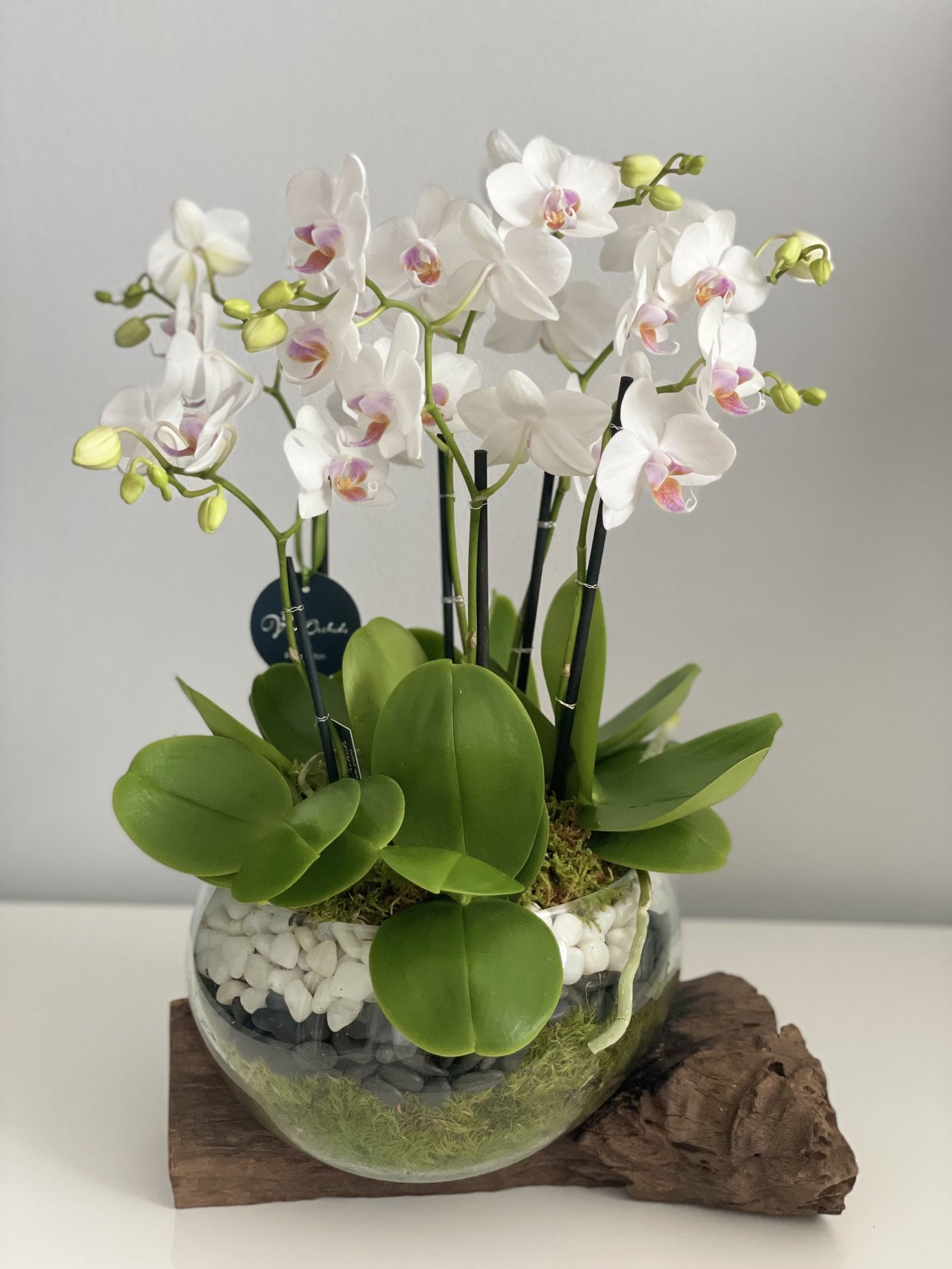 Black & White: Synpathy Flowers - Image 2