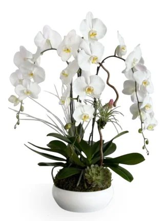 sympathy-orchids-boca-raton