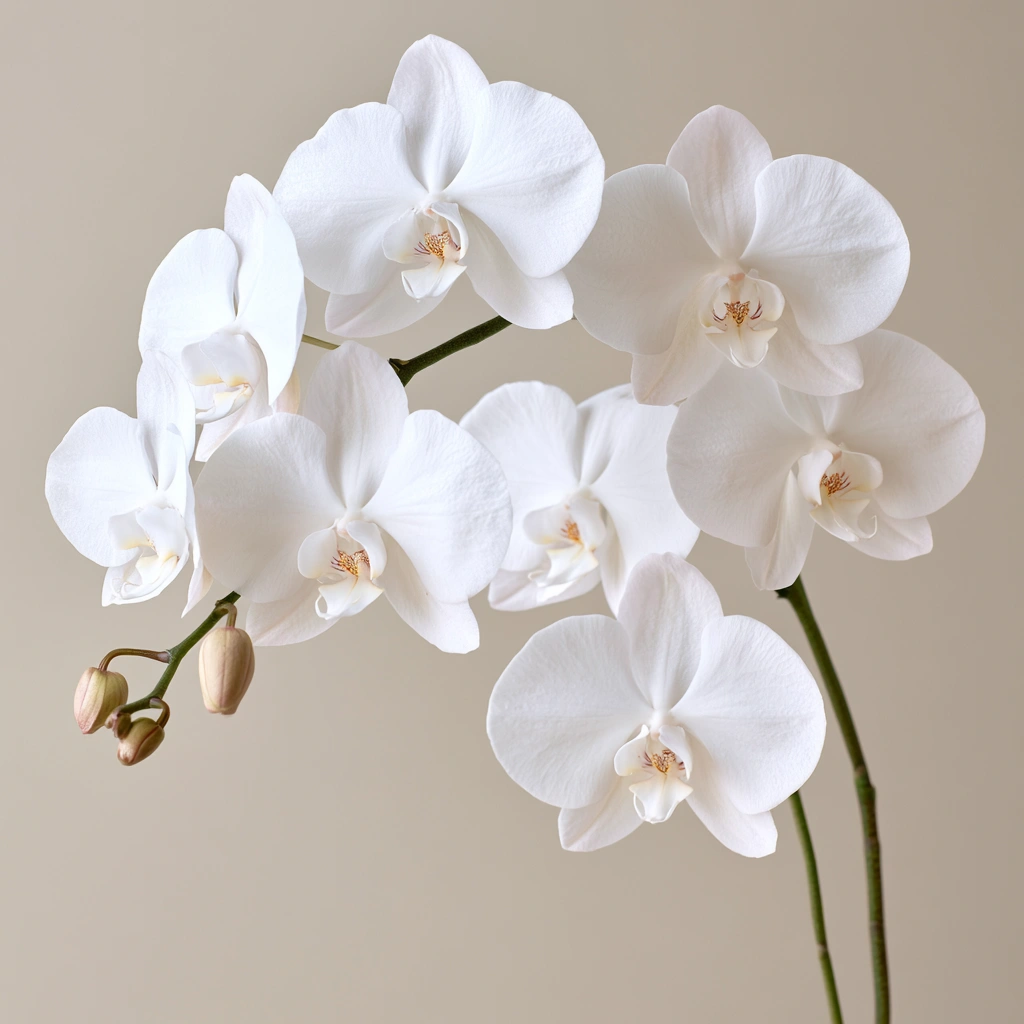 The Timeless Grace of Sympathy Orchids